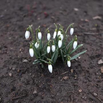 The first days of spring. The snowdrop grows in March Stock Photos