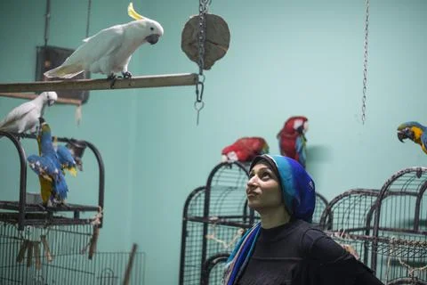 First dedicated parrot training academy, Cairo, Egypt - 08 Aug 2019 Stock Photos