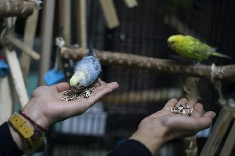 First dedicated parrot training academy, Cairo, Egypt - 08 Aug 2019 Stock Photos