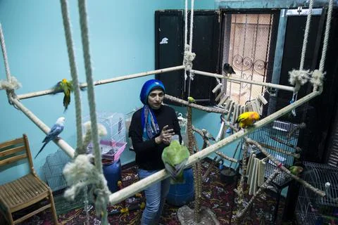First dedicated parrot training academy, Cairo, Egypt - 08 Aug 2019 Stock Photos