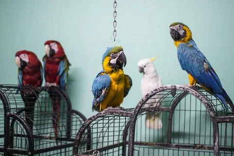 First dedicated parrot training academy, Cairo, Egypt - 08 Aug 2019 Stock Photos