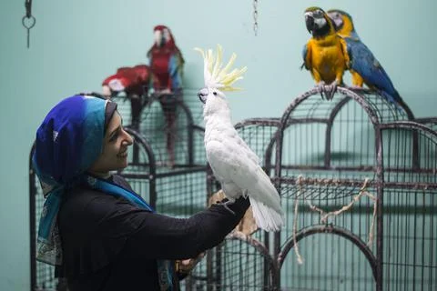 First dedicated parrot training academy, Cairo, Egypt - 08 Aug 2019 Stock Photos