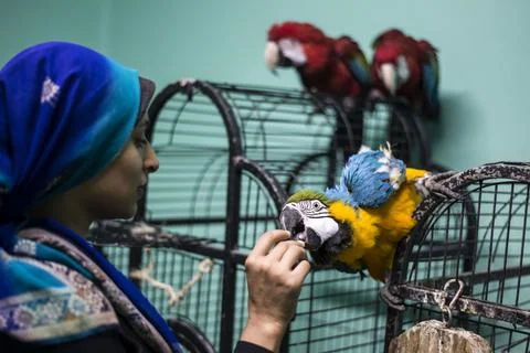 First dedicated parrot training academy, Cairo, Egypt - 08 Aug 2019 Stock Photos