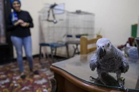 First dedicated parrot training academy, Cairo, Egypt - 08 Aug 2019 Foto stock