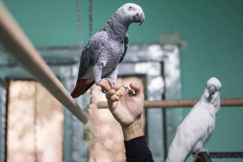 First dedicated parrot training academy, Cairo, Egypt - 08 Aug 2019 Stock Photos