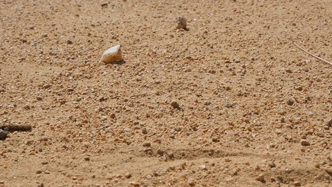 First drops of rain in the desert fall on the hot sand. Close-up Vidéo 127609407