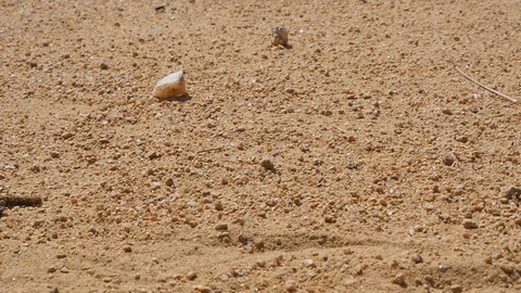 First drops of rain on the hot sand Stock Footage 127608774