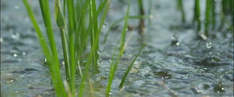 First drops of rain slow motion Stock Footage 50579497