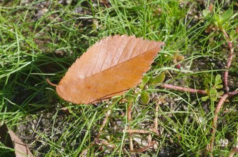 First dry leaf lying on green herbs Stock Photos