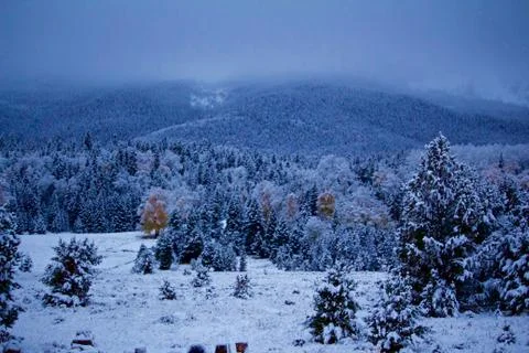 First Dusting of Snow on Pines and Aspens of the Season Фото
