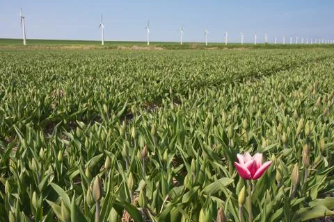 First Dutch tulip in springtime Stock Photos