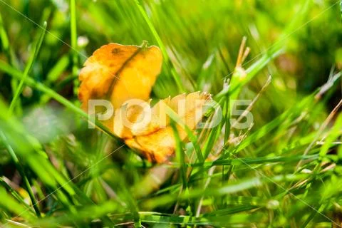 First early autumn yellow leaf on the lawn in the sun Stock Photos