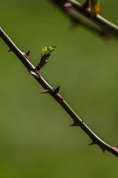 First early spring buds on branches march april floral nature selective focus Stock Photos