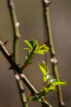 First early spring buds on branches march april floral nature selective focus Stock Photos