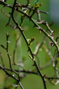First early spring buds on branches march nature selective focus Stock Photos