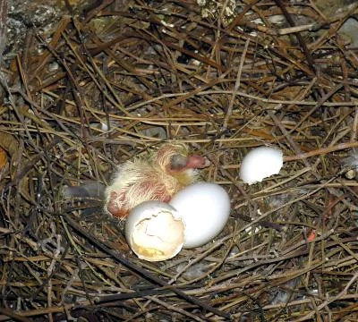 First egg is hatched. Stock Photos