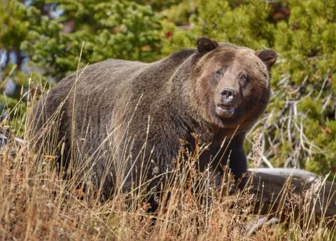 First Encounter Stock-Fotos