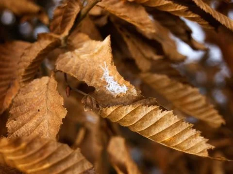 First fall frost Stock Photos