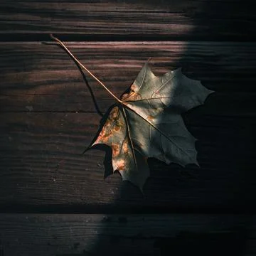 First of the fallen Stock Photos