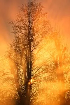 First fiery sun rays through rising fog from the river and behind a tree Stock Photos