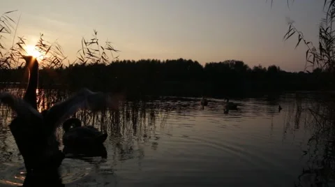 First flight attemp from a young swan on the lake Stock Footage 42487693