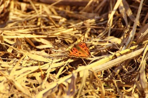 The first flight of a butterfly after a winter of awakening Stock Photos