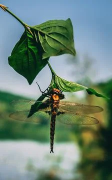 First flight dragonfly Stock Photos