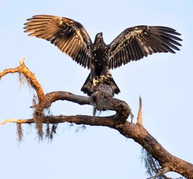 First Flight Fledgling Bald Eagle Wings Spread Wide Lands on Tree Stock Photos