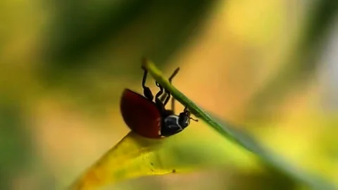 The first flight of a small insect Stock Footage 303638737