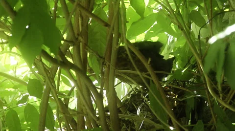 First flight of a young blackbird leaving its nest. Stock Footage 39651891