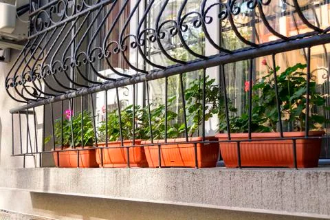 First floor window decorated with metal forged lattice and blooming geraniums Stock Photos