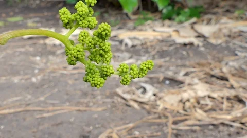 The first flower of grapes. Stock Footage 88228792