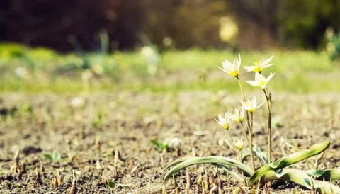 The first flower on the meadow. Stock Photos