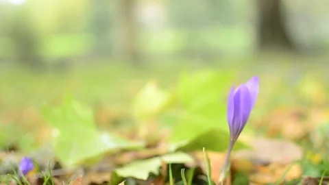 The first flower of spring a delicate crocus in a green field hope and awak.. Stock-Footage 314640879