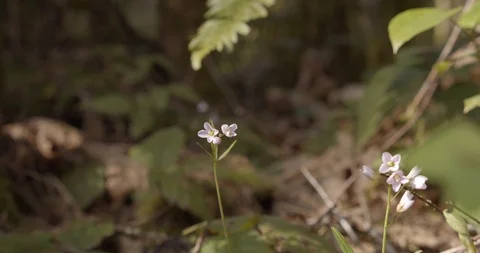 The First Flower of Spring - Pacific Northwest Forest Stock Footage 126885107