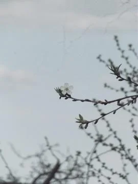 The first flower on a tree branch Stock Photos