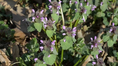First flowering on dry leaves Stock Footage 105449312