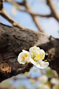 First flowering, spring time is coming Stock Photos