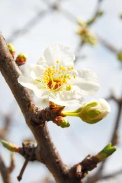 First flowering, spring time is coming Stock Photos