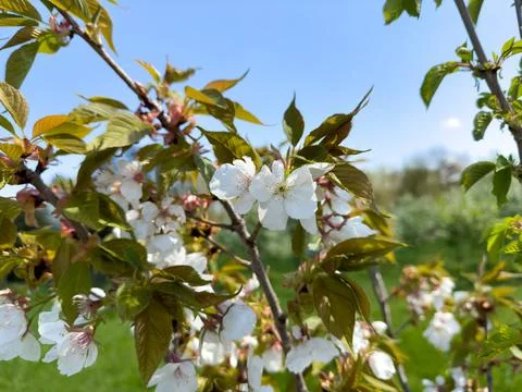 The first flowers on an apple tree in spring Stock Photos