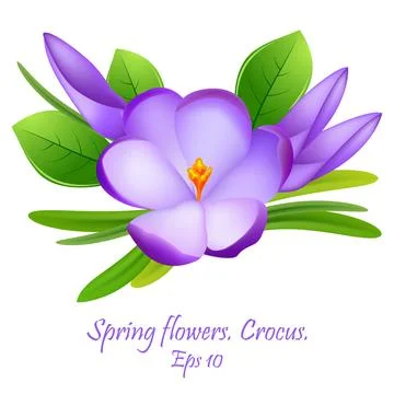 First flowers.  beautiful spring flowers crocuses . spring fragrant flowers.. Stock Illustration