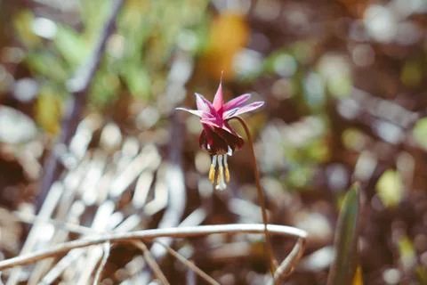 The first flowers bloom in spring Stock Photos