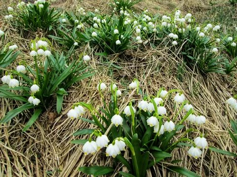 The first flowers bloomed in spring Stock Photos
