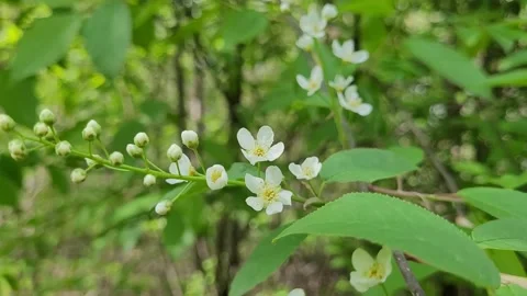 The first flowers on a branch in spring Video stock 274009967