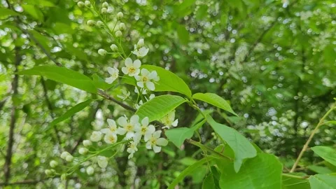 The first flowers on a branch in spring Video stock 274009971