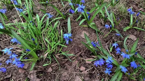 First flowers in the forest, Early spring Blue Scilla, proleska. Blue Snowdrop. Video stock 272494386