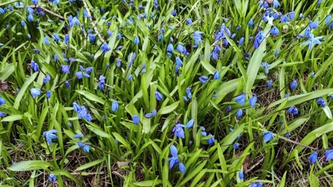 First flowers in the forest, Early spring Blue Scilla, proleska. Blue Snowdrop. 스톡 동영상 272502919