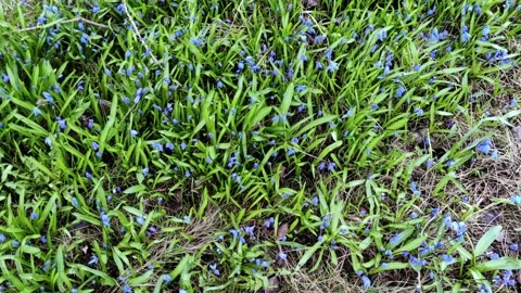 First flowers in the forest, Early spring Blue Scilla, proleska. Blue Snowdrop. Stockbeeldmateriaal 272504210