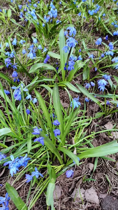 First flowers in the forest, Early spring Blue Scilla, proleska. Blue Snowdrop. Stock Footage 272770758