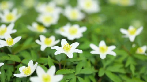 First flowers in a forest Stock Footage 22905940